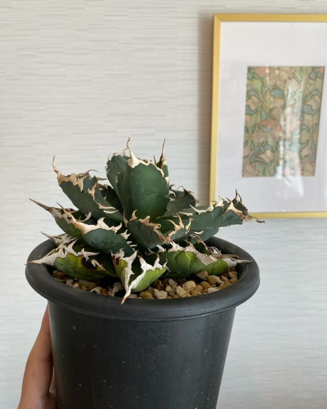 アガベ・ソーラーエクリプス

根詰まりしたので菊鉢へ植え替え

自宅から歩いて1分の所にコメリがあって

園芸資材がすぐ手に入るので地味に嬉しい

#ソーラーエクリプス
##観葉植物のある暮らし 
#塊根植物のある暮らし
#塊根植物好きな人と繋がりたい
#植物好きな人と繋がりたい
#植物生活
#植物のある暮らし
#灌木
#灌木愛中年倶楽部
#パキポディウム
#アガベ
#アガベ好きな人と繋がりたい
#珍奇植物
#インテリアグリーン
#インドアグリーン
#グリーンのある暮らし
#園芸部
#botanicallife
#indoorplants
#indoorgreen
#plantlove 
#green
#plants
#agave
#caudex
#cactus